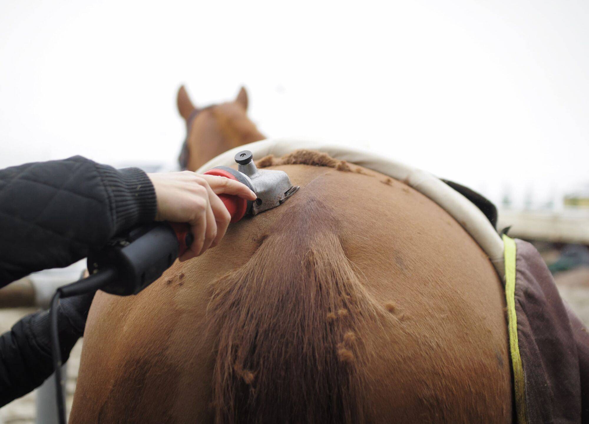 Affûtage de tondeuses pour chevaux et bovins par un professionnel à Molsheim vers Strasbourg dans le Bas-Rhin Lingolsheim 2