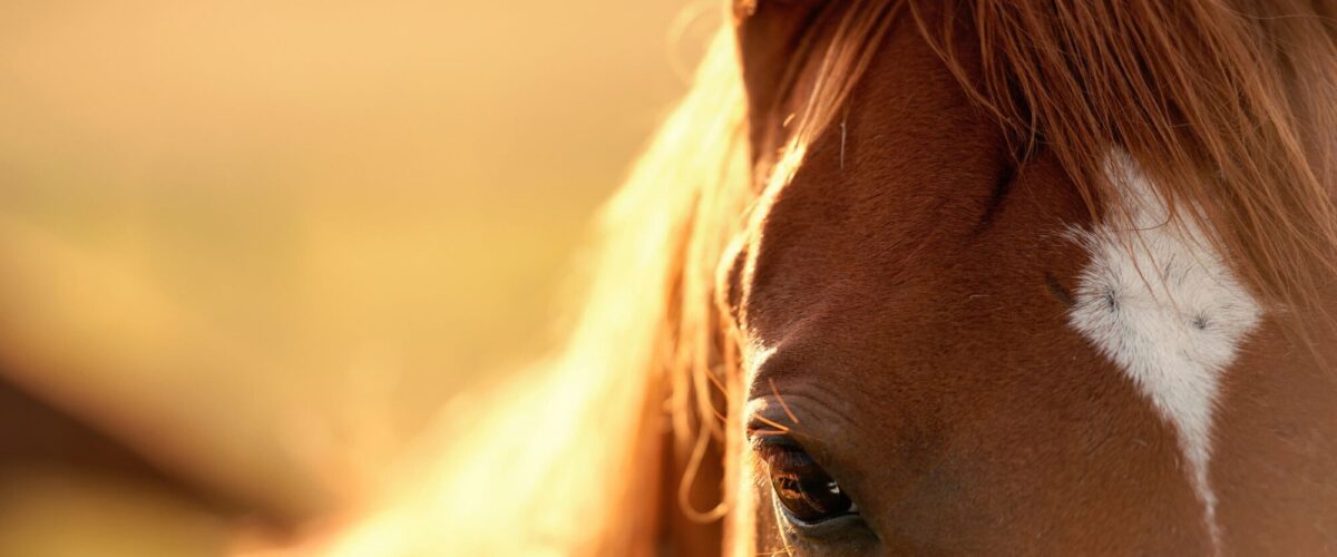 Affûtage de tondeuses pour chevaux et bovins par un professionnel à Molsheim vers Strasbourg dans le Bas-Rhin Sélestat 0